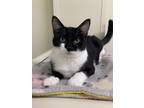 Adopt Blossom a All Black Domestic Shorthair / Mixed Breed (Medium) / Mixed