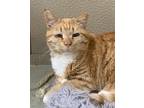 Adopt OJ a White Domestic Shorthair / Mixed Breed (Medium) / Mixed (short coat)
