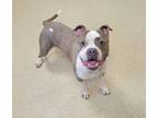 Adopt Nico a Brindle American Staffordshire Terrier / Mixed Breed (Medium) /