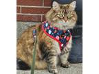 Adopt Winnie a Brown Tabby Domestic Longhair (long coat) cat in mishawaka