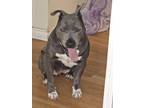 Adopt Bonnie a Pit Bull Terrier / Labrador Retriever dog in Bonita