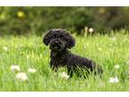 Adopt Thea a Black - with Gray or Silver Poodle (Miniature) / Mixed dog in