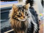 Adopt Pee-wee (Read description) a Brown Tabby Maine Coon (long coat) cat in