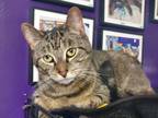 Adopt Squeaks a Brown Tabby Domestic Shorthair (short coat) cat in Greensburg