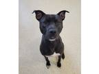 Adopt Onyx a Black American Pit Bull Terrier / Mixed Breed (Medium) / Mixed