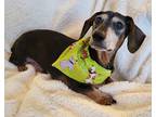 Adopt PRETZEL a Black - with Tan, Yellow or Fawn Dachshund / Mixed dog in Barium