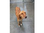 Adopt Ellie a Red/Golden/Orange/Chestnut - with White Retriever (Unknown Type) /