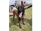 Adopt Nova - Located in AZ a Brown/Chocolate - with Tan Belgian Malinois dog in