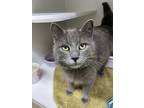 Adopt Obi a Domestic Shorthair / Mixed (short coat) cat in Lagrange