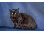 Adopt Toast a All Black Domestic Shorthair / Mixed cat in Bemidji, MN (34408789)