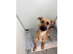 Adopt Kassidy a German Shepherd Dog / Mixed dog in Fulton, TX (40340545)