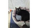 Adopt Ted a Domestic Shorthair / Mixed (short coat) cat in Sebastian