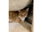 Adopt Beerus SB a Orange or Red Tabby Domestic Shorthair / Mixed (short coat)