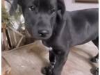 Adopt LaLa a Black Labrador Retriever / Mixed Breed (Medium) / Mixed dog in San