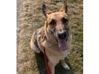 Adopt Petra a Brown/Chocolate - with Black German Shepherd Dog / Mixed dog in