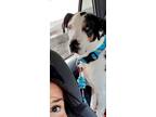 Adopt Poncho a Great Dane / Catahoula Leopard Dog / Mixed dog in Bullard