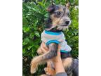 Adopt Abby a Tricolor (Tan/Brown & Black & White) Mixed Breed (Small) / Mixed