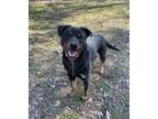 Adopt Daniel a Black - with Brown, Red, Golden, Orange or Chestnut Rottweiler /