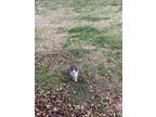 Adopt Cat a Gray or Blue (Mostly) American Shorthair (medium coat) cat in
