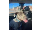 Adopt Blue Steel a Black Mixed Breed (Small) / Mixed Breed (Medium) / Mixed