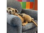 Adopt Hero a Red/Golden/Orange/Chestnut - with White Boxer / Mixed dog in