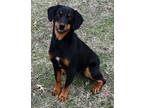 Adopt Miss Lady a Black - with Brown, Red, Golden, Orange or Chestnut Dachshund