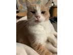Adopt Mannie a Orange or Red (Mostly) Domestic Shorthair / Mixed cat in