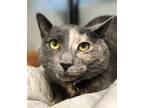 Adopt Willow a Tortoiseshell Domestic Shorthair (short coat) cat in Minot