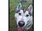 Adopt Robert a Gray/Silver/Salt & Pepper - with White Husky / Mixed dog in