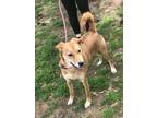 Adopt Nora a Tan/Yellow/Fawn Golden Retriever / Mixed Breed (Medium) / Mixed