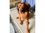 Adopt Alfie a Cavalier King Charles Spaniel / Mixed dog in Freeport