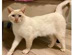 Adopt Caramelly a Cream or Ivory Siamese (medium coat) cat in Fort Worth