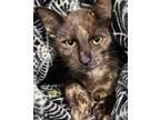 Adopt Pia a All Black Domestic Shorthair / Mixed Breed (Medium) / Mixed (short