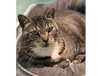 Adopt Willie a All Black Domestic Shorthair / Mixed Breed (Medium) / Mixed