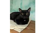 Adopt Hershey a All Black Domestic Shorthair / Mixed Breed (Medium) / Mixed
