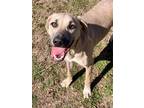 Adopt Timber a Tan/Yellow/Fawn Labrador Retriever / Mixed Breed (Medium) / Mixed