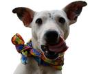 Adopt Hope a White - with Black Bull Terrier / Mixed Breed (Small) / Mixed dog