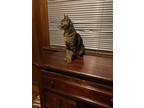Adopt Mia a Spotted Tabby/Leopard Spotted Domestic Shorthair / Mixed (short