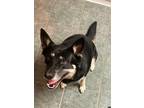 Adopt Stormy a Black German Shepherd Dog / Husky / Mixed dog in Roslyn