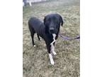 Adopt Lilly a Black Labrador Retriever / Greyhound / Mixed dog in Massillon