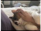 Adopt Annie a Calico or Dilute Calico Calico / Mixed (long coat) cat in