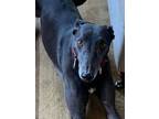 Adopt Olive a Black Greyhound / Mixed dog in Ware, MA (40902500)