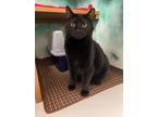 Adopt Midnight a All Black Domestic Shorthair / Mixed Breed (Medium) / Mixed