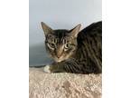 Adopt Shayla (Stripes) (Merritt Island Adoption Center) a Brown Tabby Domestic