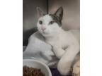 Adopt Violet a White Domestic Shorthair / Mixed Breed (Medium) / Mixed (short