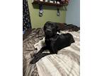 Adopt Beana a Black Labrador Retriever / Boxer / Mixed dog in Grand Rapids
