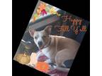 Adopt Bernadette a Tan/Yellow/Fawn American Staffordshire Terrier / Mixed dog in