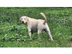 Adopt Lexington a Tan/Yellow/Fawn Labrador Retriever / Mixed dog in Willis