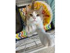 Adopt Hepburn a American Shorthair / Mixed (medium coat) cat in Van Wert