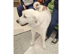 Adopt Niebla a White Akbash / Mixed dog in Midway, UT (40880086)